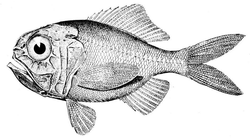 Hoplostethus mediterraneus mediterraneus_01.jpg